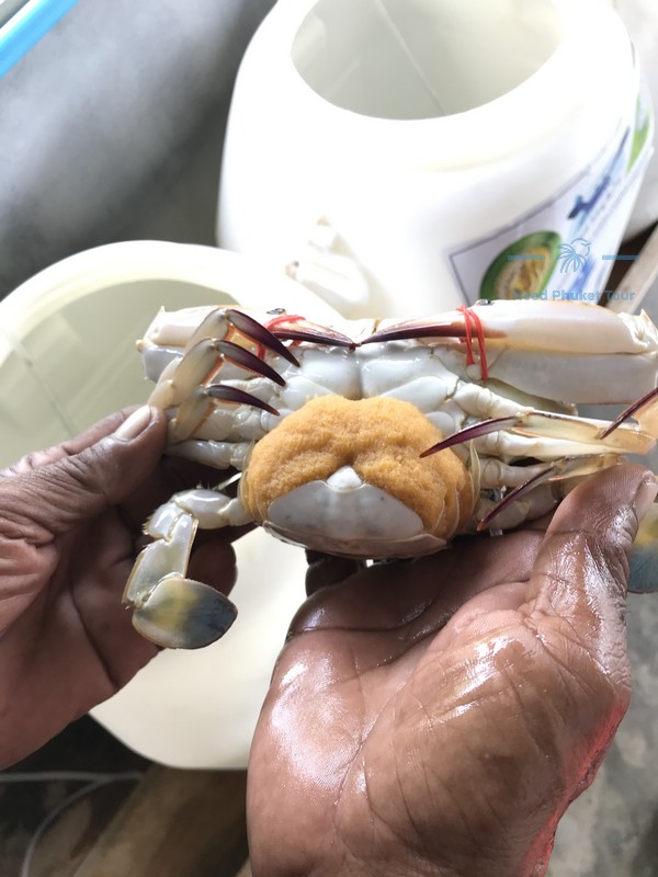 crab_bank01
